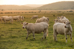 Australian Farming Groups Urge Caution in EU Trade Deal